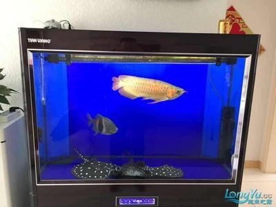 龍魚可食用嗎vs祥龍魚場：祥龍魚場的評價龍魚的營養價值
