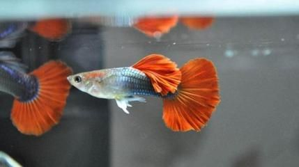 黑顏色的觀賞魚(yú)都有什么魚(yú)（黑瑪麗的養(yǎng)殖秘籍黑瑪麗的養(yǎng)殖秘籍黑瑪麗的養(yǎng)殖技巧）