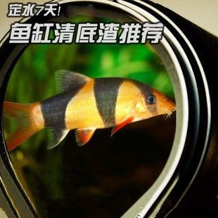 皇冠三間魚咋喂長的快（熱帶觀賞魚的飼養(yǎng)指南皇冠三間魚與其他慈鯛科魚的區(qū)別）