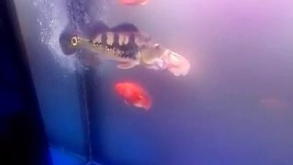 皇冠三間魚咋喂長的快（熱帶觀賞魚的飼養(yǎng)指南皇冠三間魚與其他慈鯛科魚的區(qū)別）