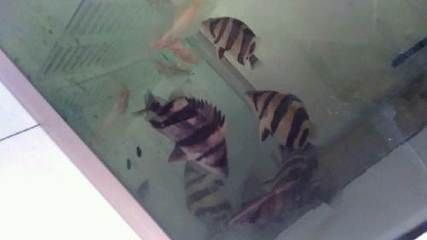 印尼虎養幾條好：印尼虎魚的飼養數量主要取決于魚的大小和缸的大小和缸的大小