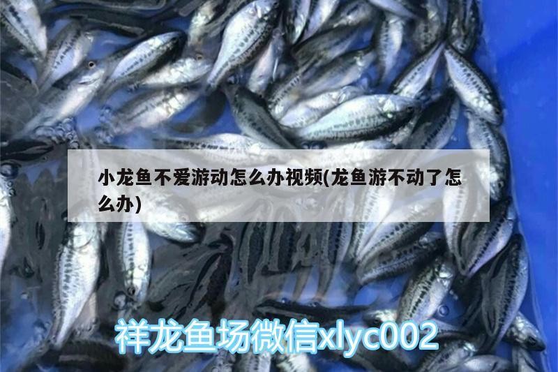 小龍魚不愛游動怎么辦視頻(龍魚游不動了怎么辦) 小龍魚不愛游動怎么辦視頻(龍魚游不動了怎么辦) 金龍魚百科