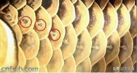 龍魚鱗片松是什么原因vs祥龍魚場：如何預防龍魚鱗片松動
