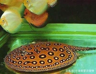 魟魚最佳配魚餌是什么：魟魚最佳配魚餌是什么呢？