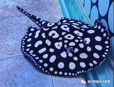 魟魚最佳配魚餌是什么：魟魚最佳配魚餌是什么呢？