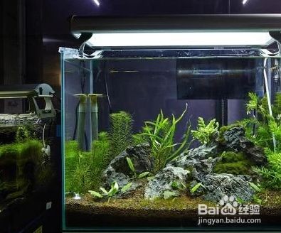 魚缸造景中巖石布置技巧,如何利用巖石創(chuàng)造魚缸層次感 虎魚百科 第1張 魚缸造景中巖石布置技巧,如何利用巖石創(chuàng)造魚缸層次感 魚缸造景中巖石布置技巧,如何利用巖石創(chuàng)造魚缸層次感 虎魚百科 第1張