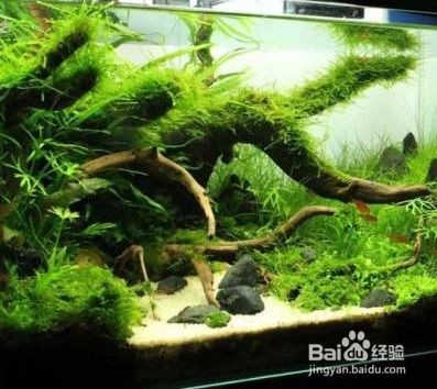 魚缸造景中巖石布置技巧,如何利用巖石創(chuàng)造魚缸層次感 虎魚百科 第4張 魚缸造景中巖石布置技巧,如何利用巖石創(chuàng)造魚缸層次感 魚缸造景中巖石布置技巧,如何利用巖石創(chuàng)造魚缸層次感 虎魚百科 第4張