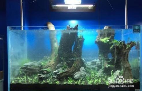 魚缸造景中巖石布置技巧,如何利用巖石創(chuàng)造魚缸層次感 虎魚百科 第5張 魚缸造景中巖石布置技巧,如何利用巖石創(chuàng)造魚缸層次感 魚缸造景中巖石布置技巧,如何利用巖石創(chuàng)造魚缸層次感 虎魚百科 第5張