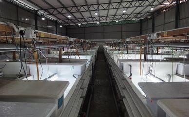 武吉美拉紅龍魚 怎樣養