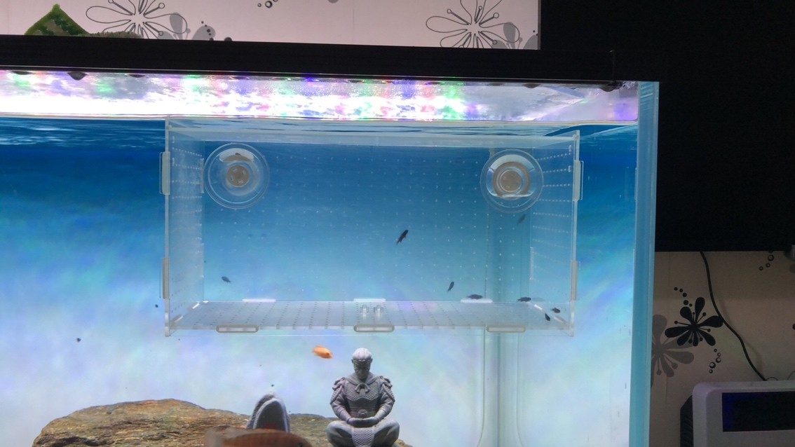 進第二批魚