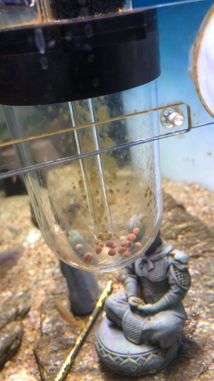 進第二批魚