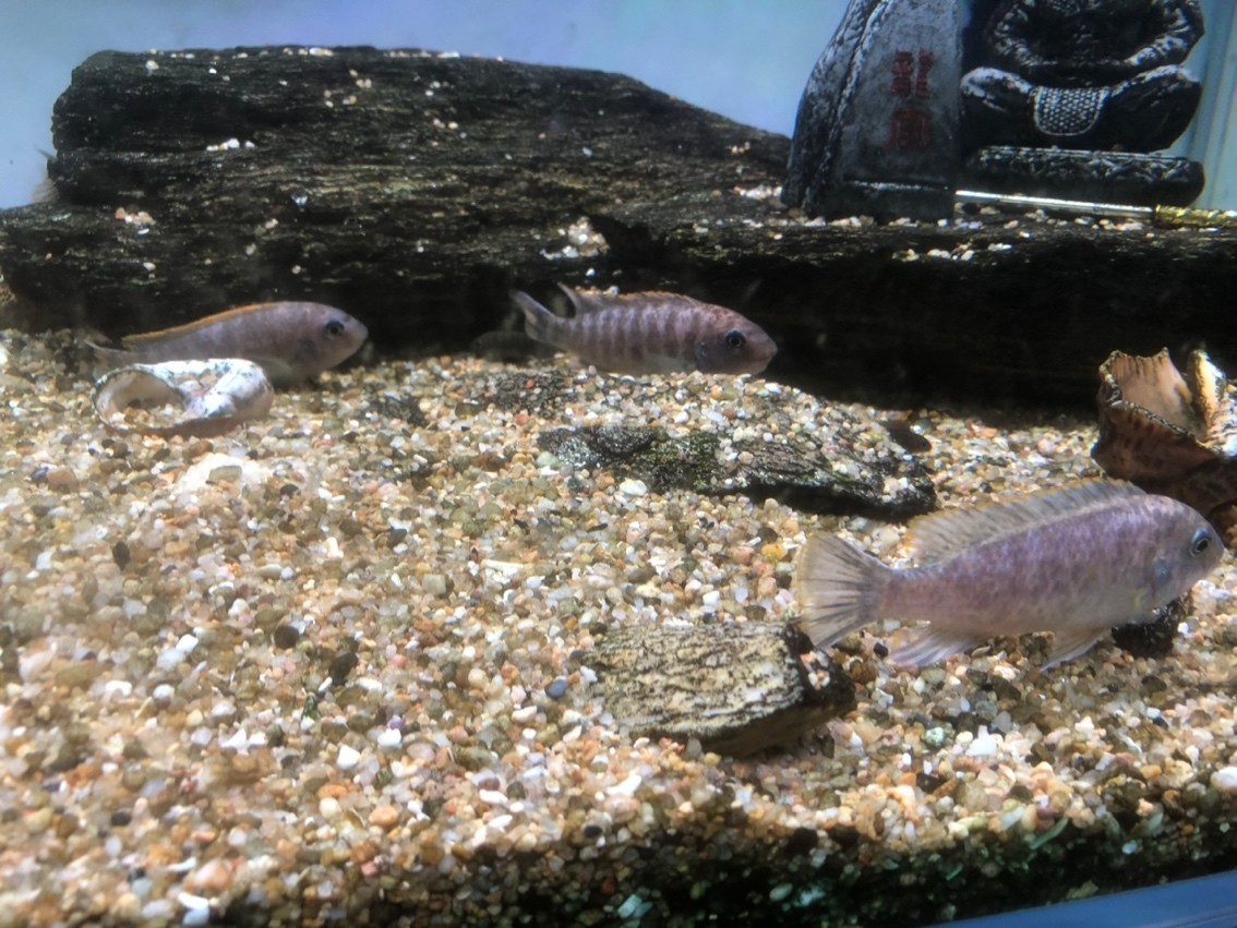 進第二批魚