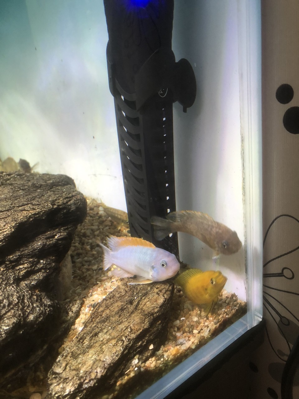 進第二批魚