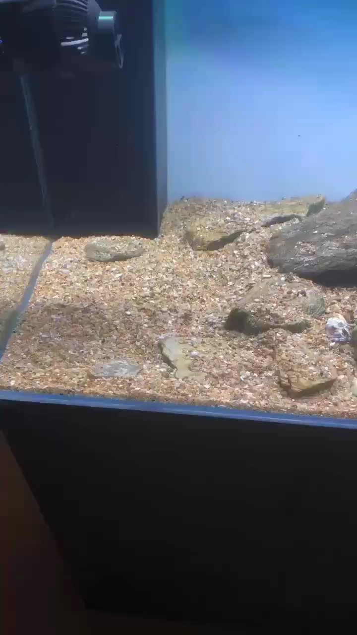 進第一批魚