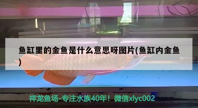 魚缸里的金魚是什么意思呀圖片(魚缸內金魚)