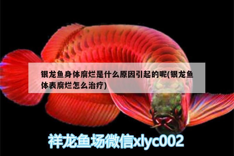 銀龍魚身體腐爛是什么原因引起的呢(銀龍魚體表腐爛怎么治療)