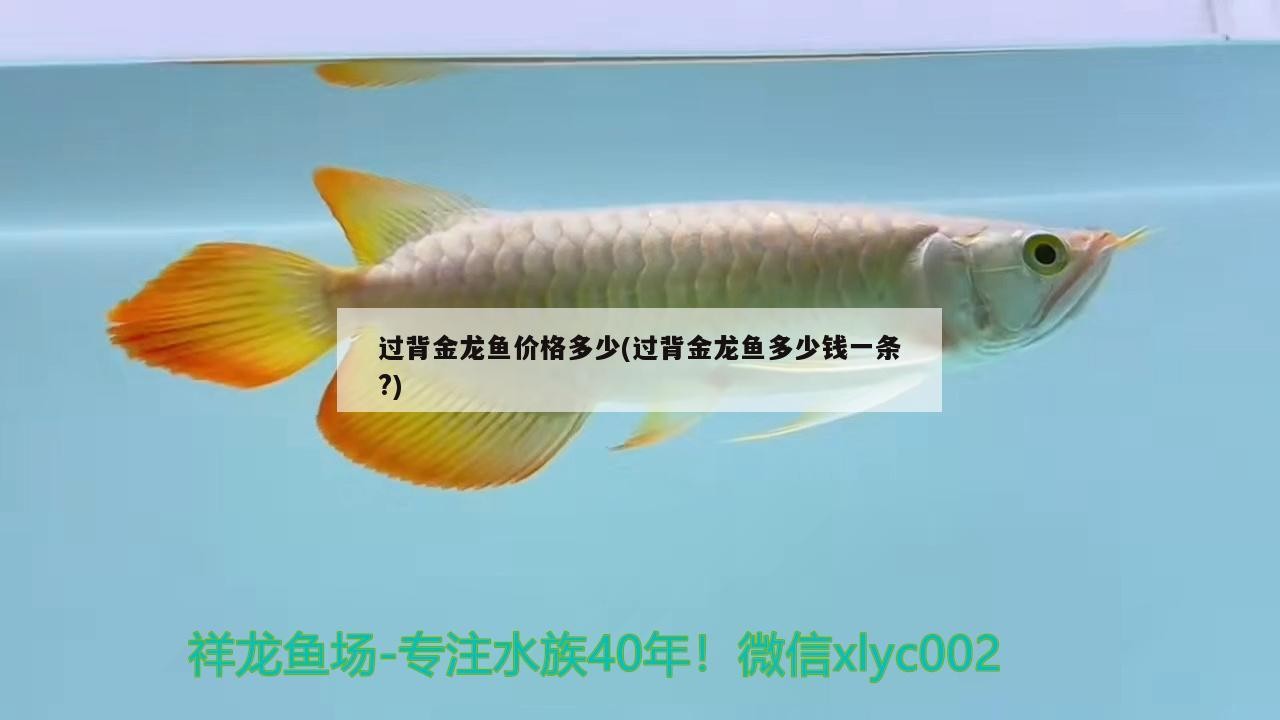 過背金龍魚價格多少(過背金龍魚多少錢一條?) 過背金龍魚價格多少(過背金龍魚多少錢一條?) 金龍魚百科