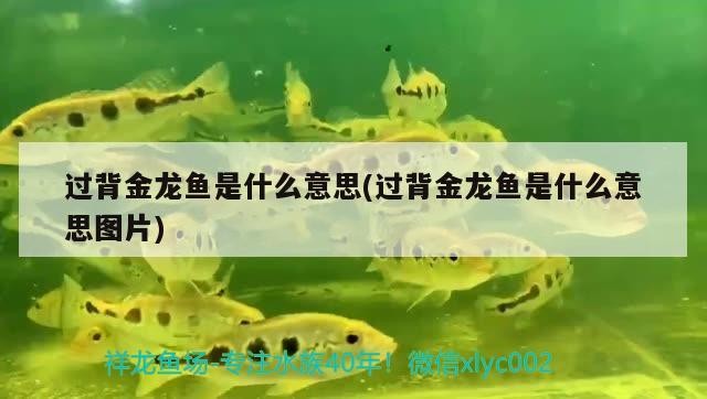 過(guò)背金龍魚(yú)是什么意思(過(guò)背金龍魚(yú)是什么意思圖片)