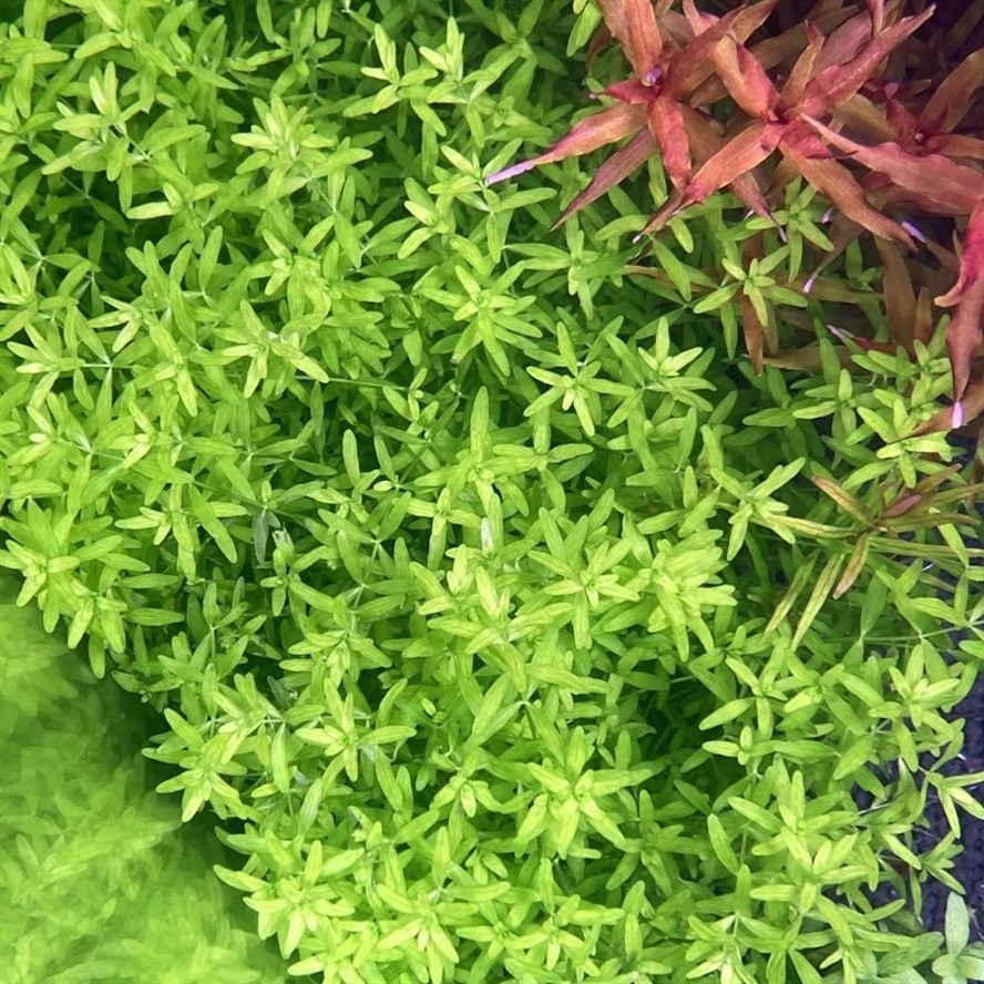 出水草，換電費 出水草，換電費 龍魚論壇 第1張