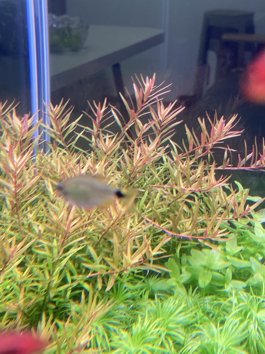 出水草，換電費 出水草，換電費 龍魚論壇 第2張