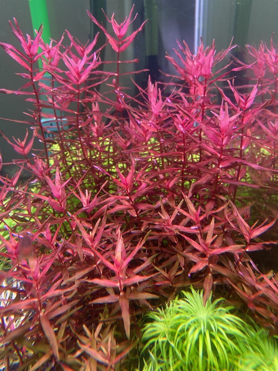 出水草，換電費 出水草，換電費 龍魚論壇 第3張