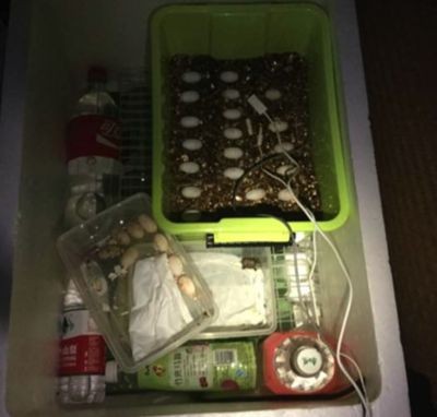 10元自制泡沫盒孵化箱：10元制作自制泡沫盒孵化箱孵化箱的信息需要注意以下幾點