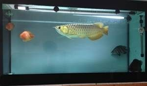 淄博龍魚vs祥龍魚場（淄博龍魚和祥龍魚場哪個好）