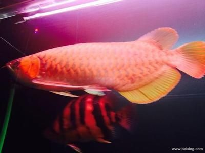淄博龍魚vs祥龍魚場（淄博龍魚和祥龍魚場哪個好）