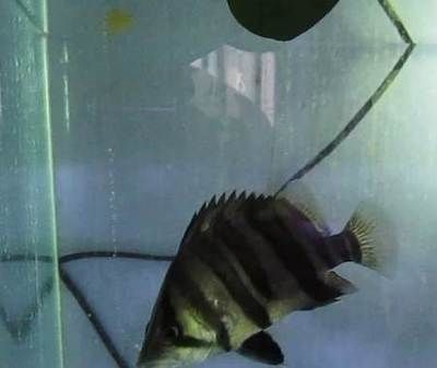 唐山龍魚vs祥龍魚場（唐山龍魚與祥龍魚場有什么區別？）