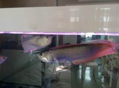 唐山龍魚vs祥龍魚場（唐山龍魚與祥龍魚場有什么區別？）