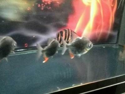 唐山龍魚vs祥龍魚場（唐山龍魚與祥龍魚場有什么區別？）