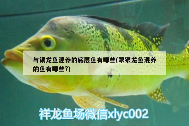 給大魚缸換水的作文:體驗給大魚缸換水的樂趣:體驗給大魚缸換水:給大魚缸換水的作文 與銀龍魚混養的底層魚有哪些(跟銀龍魚混養的魚有哪些?) 銀龍魚百科 與銀龍魚混養的底層魚有哪些(跟銀龍魚混養的魚有哪些?) 與銀龍魚混養的底層魚有哪些(跟銀龍魚混養的魚有哪些?) 銀龍魚百科