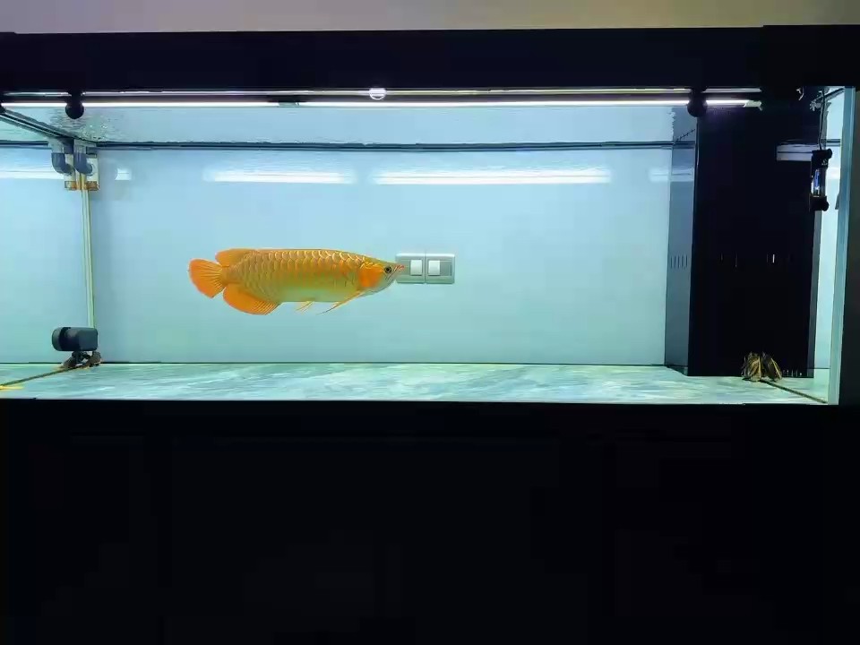 1年1個月 1年1個月 龍魚論壇