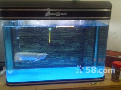 昆明龍魚vs祥龍魚場（探討昆明龍魚與祥龍魚場之間的差異之前，我們需要明確的搜索結果）