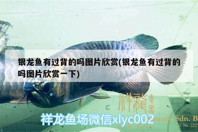 銀龍魚有過背的嗎圖片欣賞(銀龍魚有過背的嗎圖片欣賞一下)