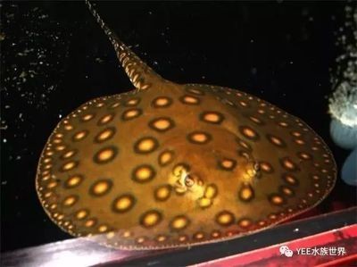 魟魚背部凹陷什么原因：關(guān)于魟魚背部凹陷的原因根據(jù)搜索結(jié)果 魟魚背部凹陷什么原因：關(guān)于魟魚背部凹陷的原因根據(jù)搜索結(jié)果 魟魚百科 第3張