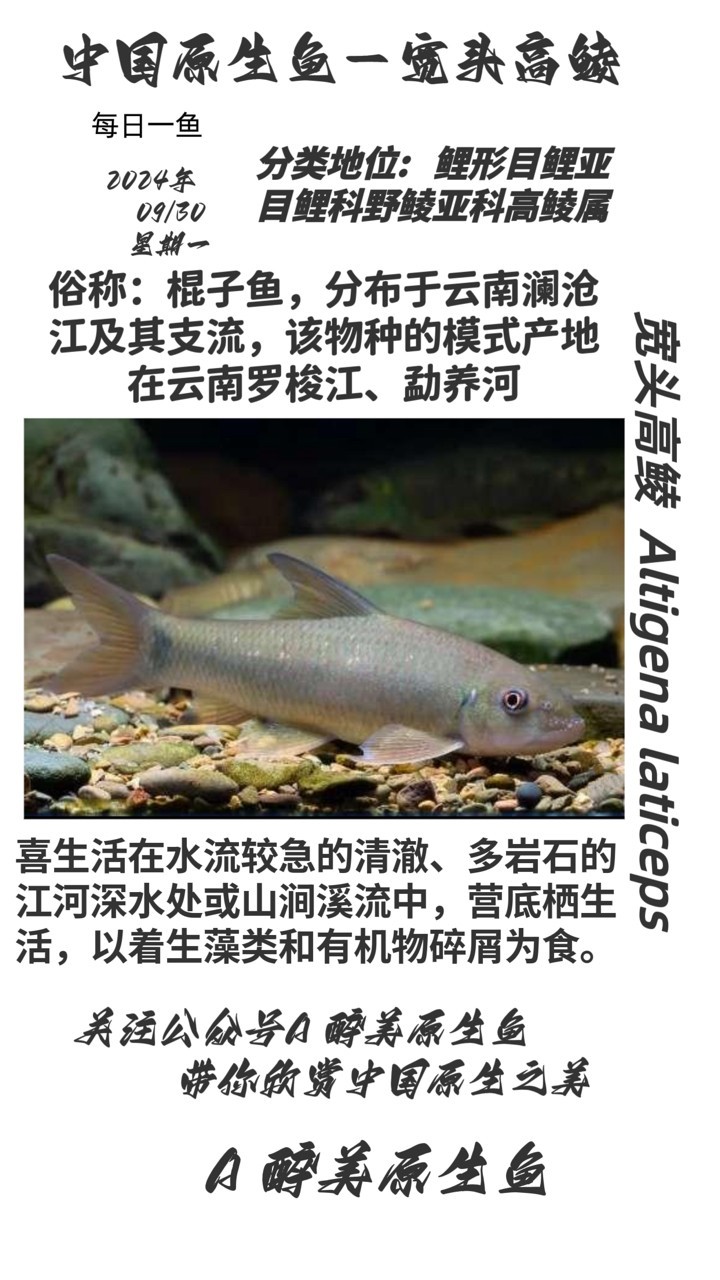 寬頭高鯪