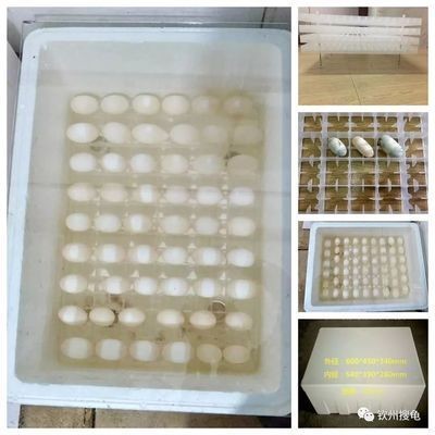 豬鼻龜蛋孵化最佳方法是什么：豬鼻龜蛋孵化濕度控制在8%~12%