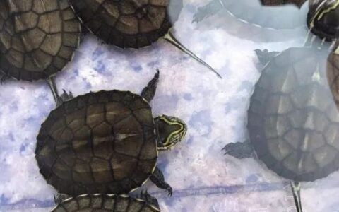 豬鼻龜蛋孵化最佳方法是什么：豬鼻龜蛋孵化濕度控制在8%~12%