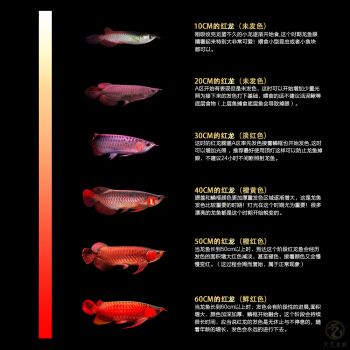 戰(zhàn)車紅龍魚價格：戰(zhàn)車紅龍魚價格波動原因如何辨別紅龍魚品相優(yōu)劣 戰(zhàn)車紅龍魚價格：戰(zhàn)車紅龍魚價格波動原因如何辨別紅龍魚品相優(yōu)劣 紅龍魚百科 第1張