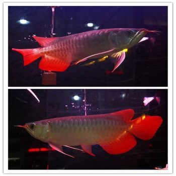 戰(zhàn)車紅龍魚價格：戰(zhàn)車紅龍魚價格波動原因如何辨別紅龍魚品相優(yōu)劣 戰(zhàn)車紅龍魚價格：戰(zhàn)車紅龍魚價格波動原因如何辨別紅龍魚品相優(yōu)劣 紅龍魚百科 第4張