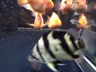 虎魚為什么有時候黑有時候不黑：為什么虎魚有時候黑有時候不黑