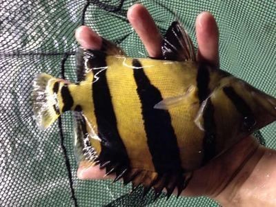 龍魚之家論壇沒有了嗎vs祥龍魚場(chǎng)：——龍魚之家論壇和祥龍魚場(chǎng)的運(yùn)營(yíng)情況