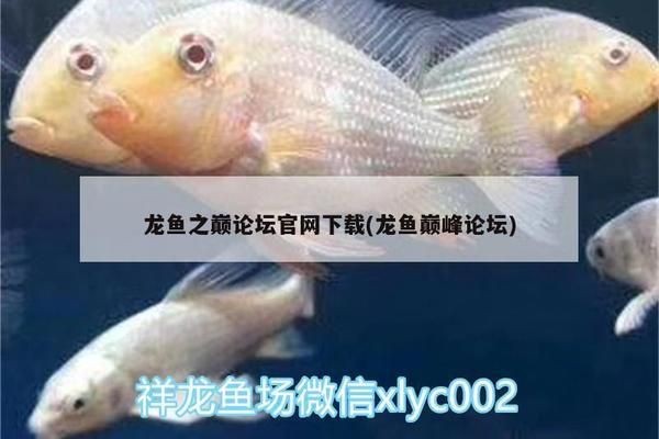 龍魚之家論壇沒有了嗎vs祥龍魚場(chǎng)：——龍魚之家論壇和祥龍魚場(chǎng)的運(yùn)營(yíng)情況