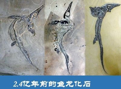 六盤水龍魚vs祥龍魚場（祥龍魚場和六盤水龍魚哪個好）
