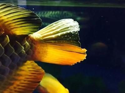 龍魚爛鰭怎么治療vs祥龍魚場：祥龍魚場治療龍魚爛鰭的治療方法及治療方法及視頻教程 龍魚爛鰭怎么治療vs祥龍魚場：祥龍魚場治療龍魚爛鰭的治療方法及治療方法及視頻教程 vs祥龍魚場 第3張