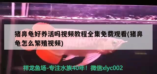 豬鼻龜好養(yǎng)活嗎視頻教程全集免費觀看(豬鼻龜怎么繁殖視頻)