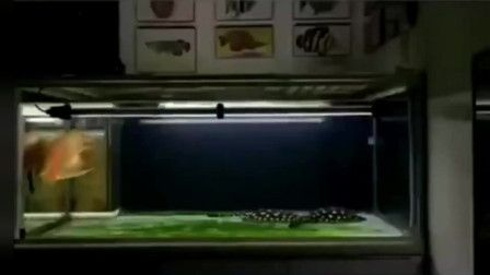 宿遷龍魚vs祥龍魚場（宿遷龍魚與祥龍魚場有什么區別？）