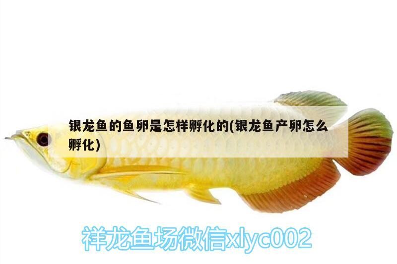 銀龍魚的魚卵是怎樣孵化的(銀龍魚產卵怎么孵化)