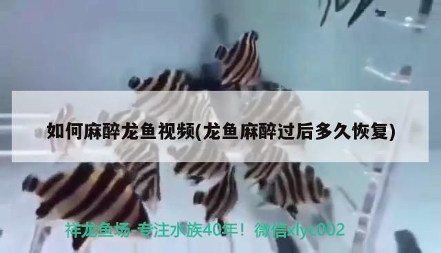 龍魚手術麻藥多久能恢復好vs祥龍魚場：龍魚手術后的麻藥恢復時間與“祥龍魚場”的關系